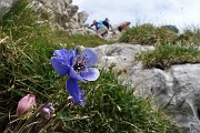 32 Aquilegia di Einsele (Aquilegia einseleana) nel ripido canalino